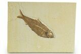 Detailed Fossil Fish (Knightia) - Wyoming #320370-1